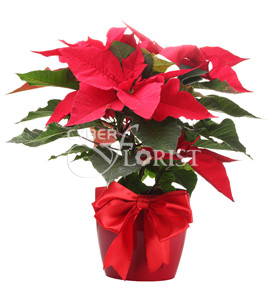 Рождественская звезда